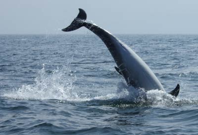 Delfín cerca de Inverness © Carol Dufour