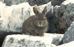 mountain hare, Affric Munros, near Shenval B&B