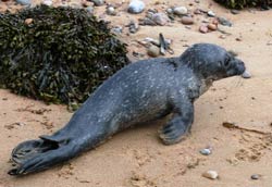 Cría de foca cerca de Inverness © Alain Vermeulen